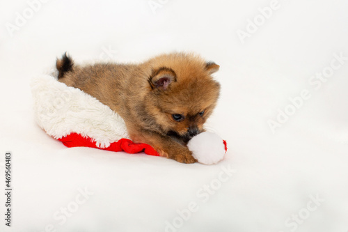 Cute pomeranian puppy playing with Santa Claus hat. The puppy has a New Year. A Christmas puppy.