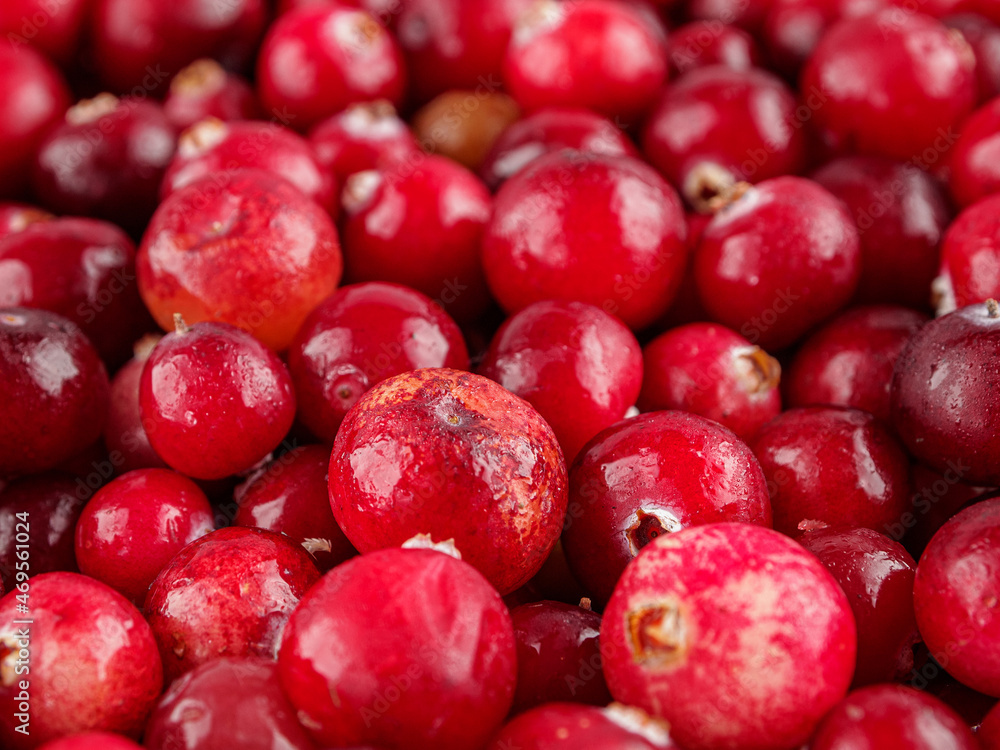 Red cranberry berries close-up, harvest of wild forest northern berries, background Red cranberry berries close-up, harvest of wild forest northern berries, background