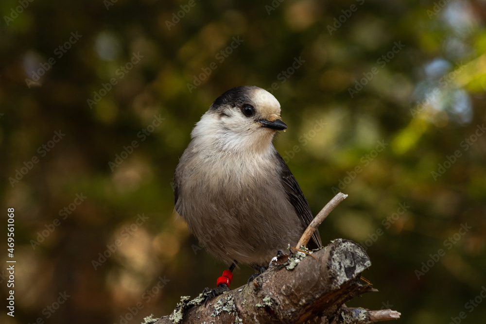 Obraz premium Gray Jay