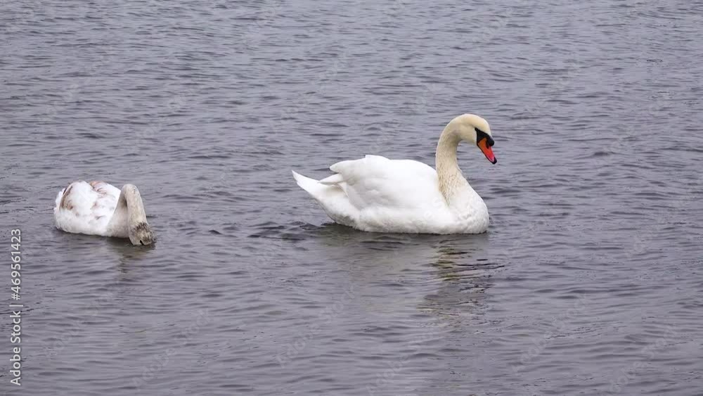 Birds of Ukraine. Swans (Cygnus olor) in the Suhoy Liman. Black Sea Birds of Ukraine. Swans (Cygnus olor) in the Suhoy Liman. Black Sea