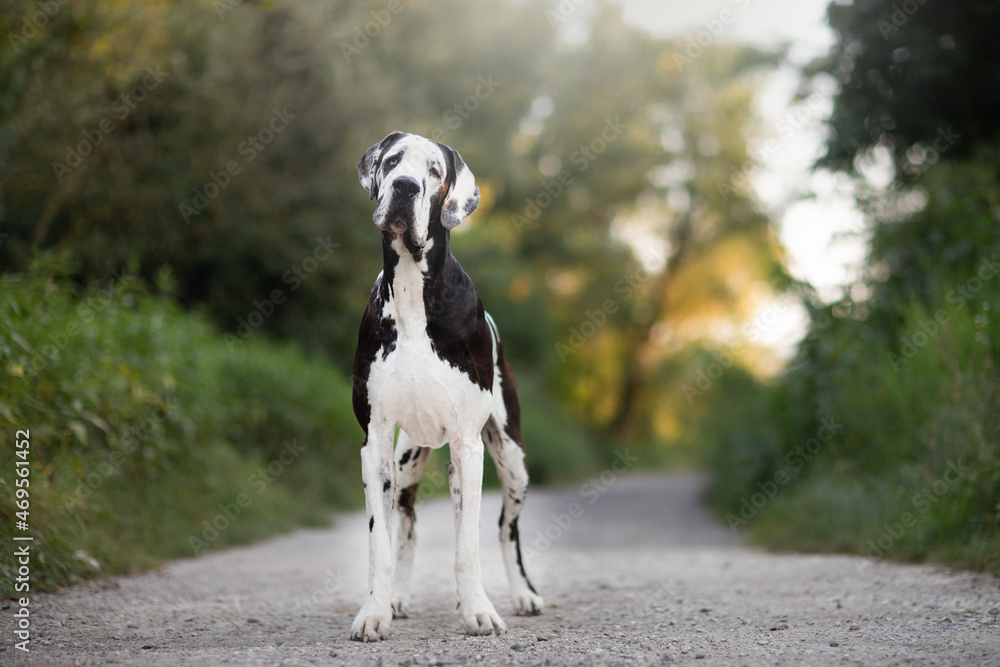 A black and white purebred Harlequin Great Dane dog A black and white purebred Harlequin Great Dane dog