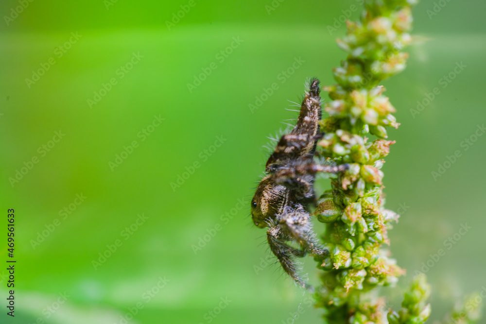 These spiders are known to eat small insects such as grasshoppers, flies, bees and other small spiders,
closeup macro in Hyllus semicupreus Jumping Spider. These spiders are known to eat small insects such as grasshoppers, flies, bees and other small spiders,
closeup macro in Hyllus semicupreus Jumping Spider.