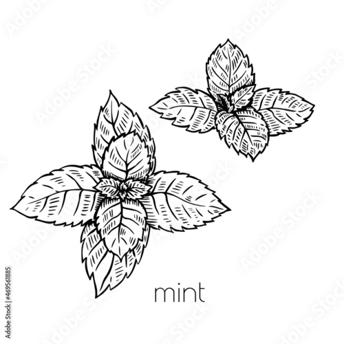 Mint leaves plant in sketch style on white background. Nature vector. Cooking food illustration design. Isolated drawing