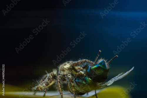 These spiders are known to eat small insects such as grasshoppers, flies, bees and other small spiders, closeup macro in Hyllus semicupreus Jumping Spider. © parianto