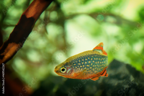 Danio margaritatus Freshwater fish, celestial pearl danio in the aquarium, is often as often referred as galaxy rasbora or Microrasbora Galaxy. Animal aquascaping photography with a focus gradient.