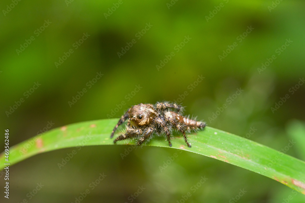 These spiders are known to eat small insects such as grasshoppers, flies, bees and other small spiders,
closeup macro in Hyllus semicupreus Jumping Spider. These spiders are known to eat small insects such as grasshoppers, flies, bees and other small spiders,
closeup macro in Hyllus semicupreus Jumping Spider.
