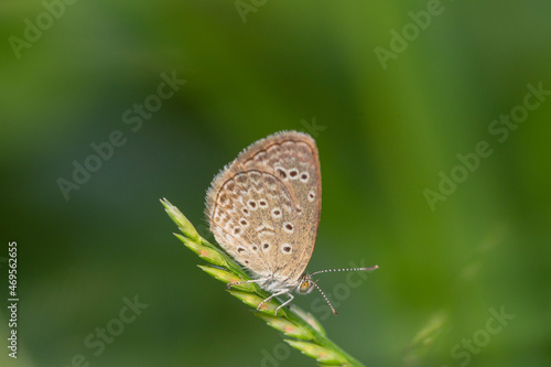 Wallpaper Mural Macro close-up butterfly in wild meadow and flowers on beautiful blurred soft yellow green background Torontodigital.ca