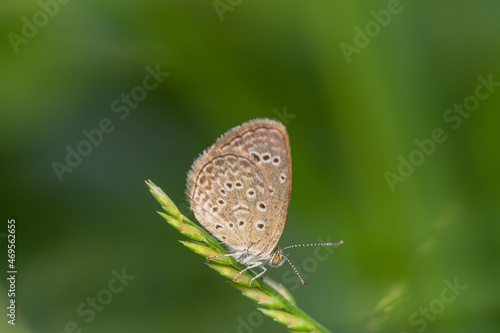 Macro close-up butterfly in wild meadow and flowers on beautiful blurred soft yellow green background © parianto