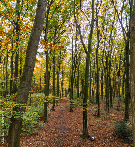 A walk through the Duisburg city forest in autumn