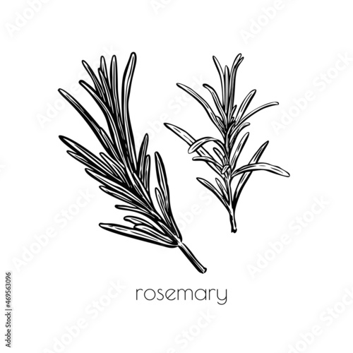 Rosemary sketch, great design for any purposes. Vintage engraving. Hand-drawn vector illustration. White background.