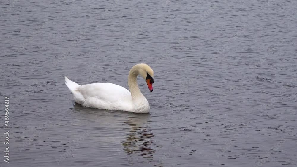 Birds of Ukraine. The swan is cleaning the feathers (Cygnus olor) in the Suhoy Liman. Black Sea Birds of Ukraine. The swan is cleaning the feathers (Cygnus olor) in the Suhoy Liman. Black Sea