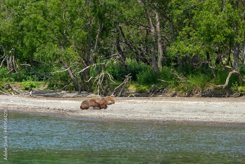Wallpaper Mural Resting wild bear on the shore of Kurile Lake in Kamchatka, Russia Torontodigital.ca