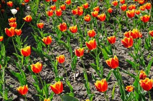 Bright red tulips in the flower bed in spring.