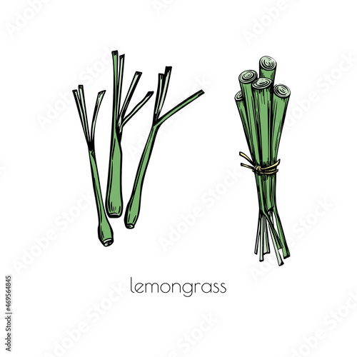 Lemongrass sketch black in doodle style on white background. Outline vector illustration. Art graphic illustration. Design element set.
