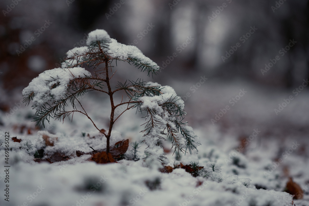 Kleiner Nadelbaum im Schnee