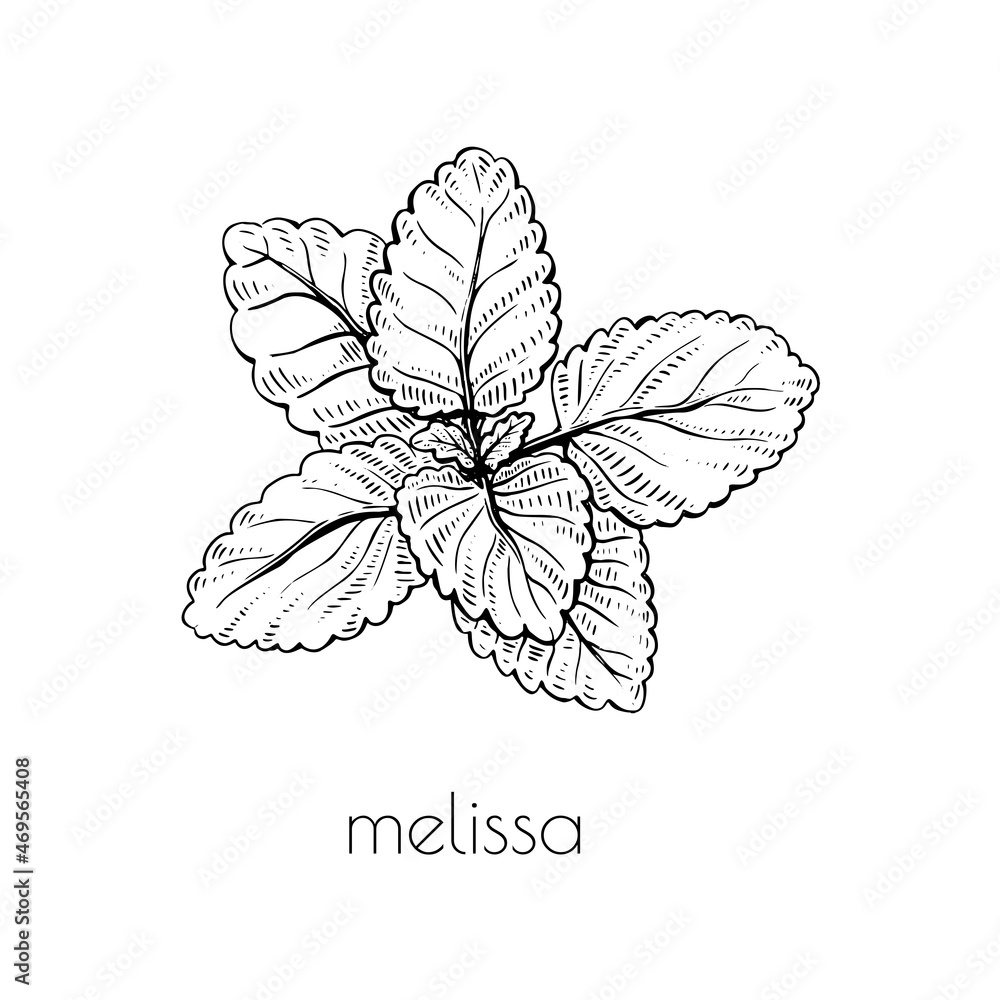 Fototapeta premium Sketch melissa plant. Nature vector. White background. Cooking food. Floral branch drawing. Line art.
