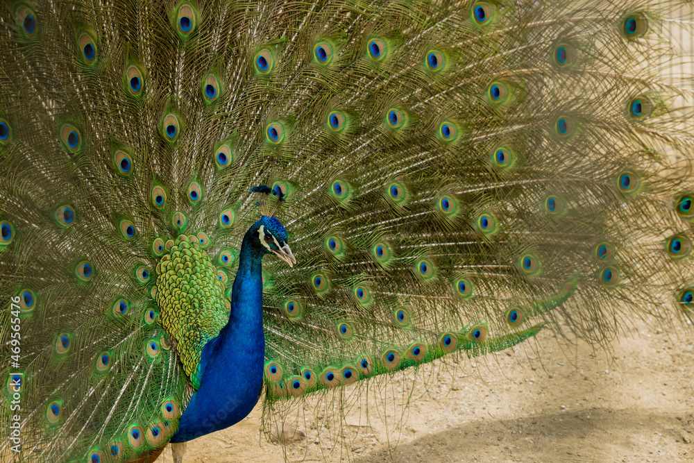 Fototapeta premium Elegant colorful blue peacock with open tail.