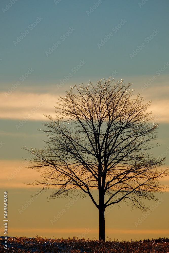 Einzelner Baum am Morgen