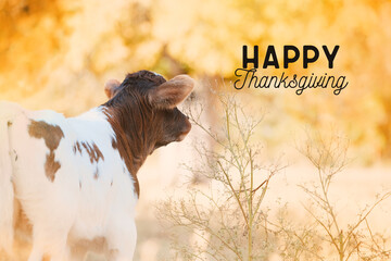 Happy Thanksgiving background with calf on farm and text for holiday greeting.