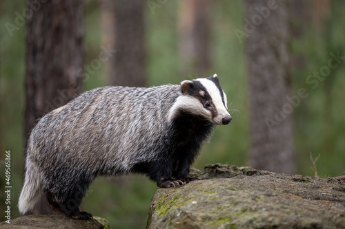 The badger runs in the woods looking for food.
