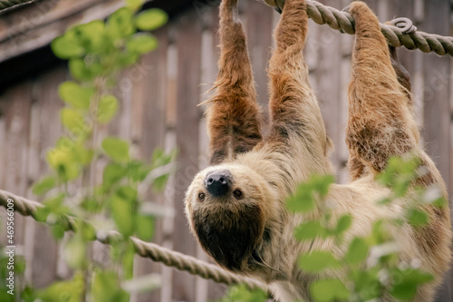 Sloth hanging from a rope