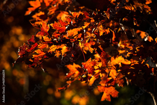 autumn leaves in the sun © alma