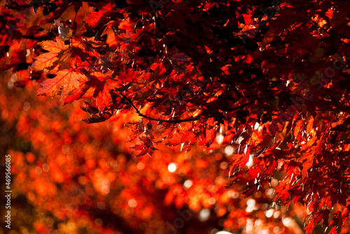 red autumn leaves