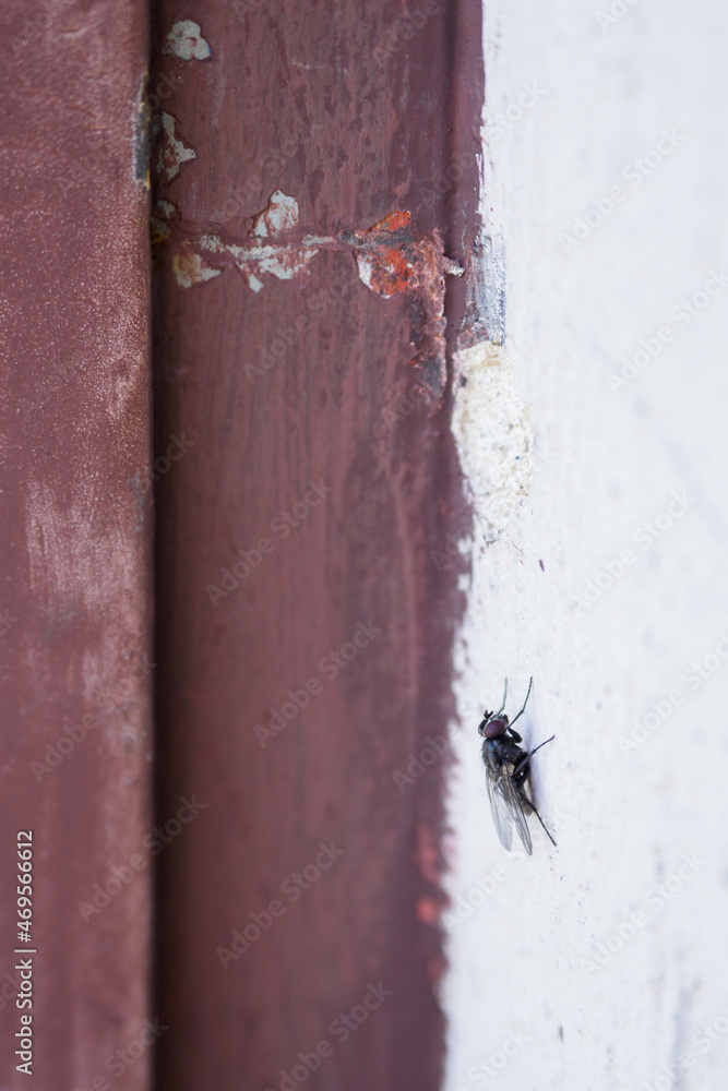 Obraz premium A black fly on the outside white wall. 