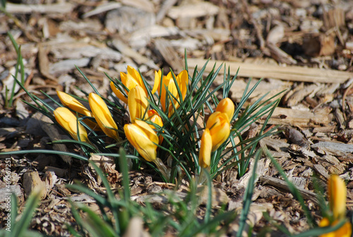 yellow flower in the grass