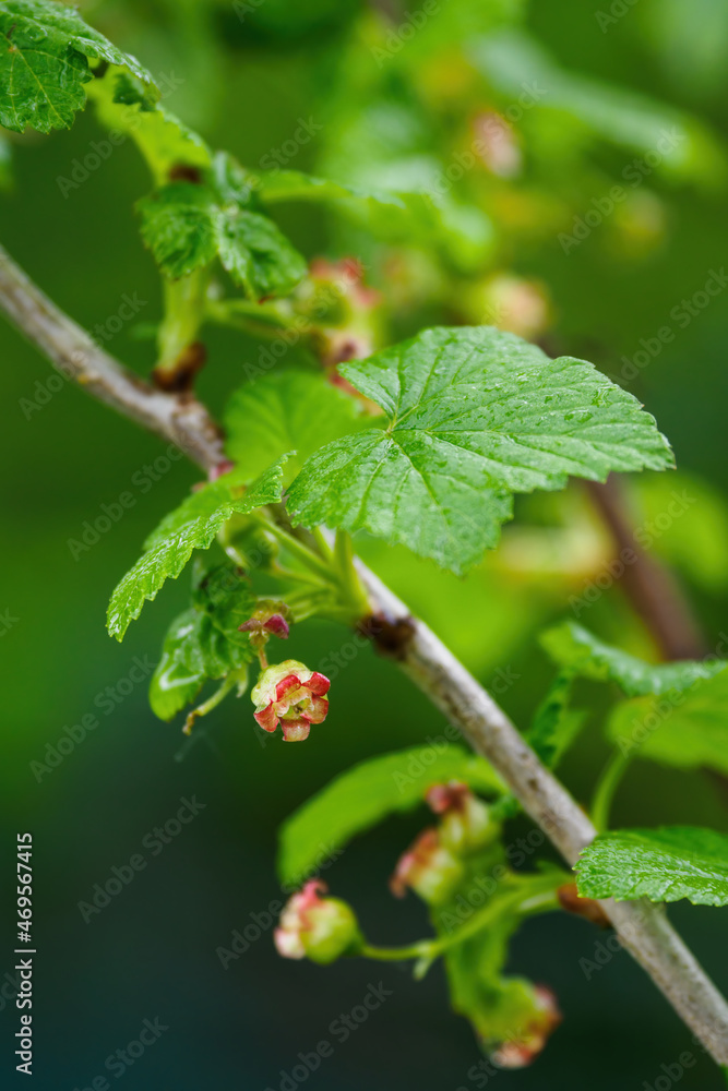 Tiny currant flowers on a green-leafed twig. Tiny currant flowers on a green-leafed twig.