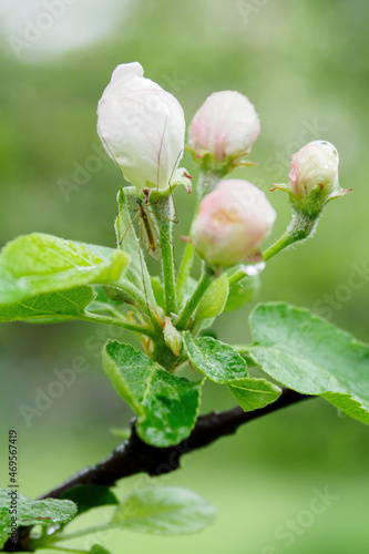 Mosquito under the bud of apple blossom after rain.
