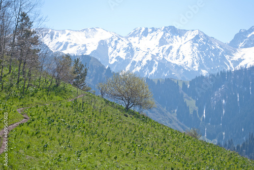 Early summer landscape in the Alatau mountains in Kazakhstan on the way from Kok Zhailau