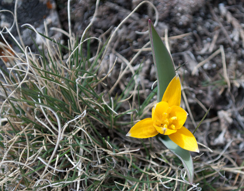 Wild yellow tulip flowers, an endemic species growing high in the mountains of Alatau, Kazakhstan