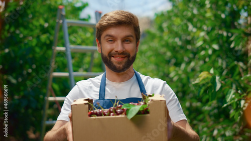 Obraz na plátně Gardener presenting harvest cherry fruit basket in sunny orchard greenhouse