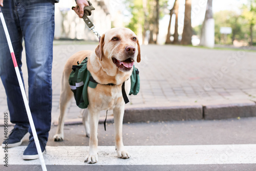 Canvastavla Blind man with guide dog crossing road in city