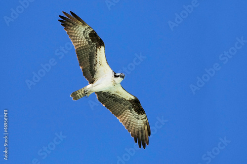 Osprey  Pandion haliaetus  soaring over the Gulf of Mexico under a clear blue sky searching for fish at St. Pete Beach  Florida