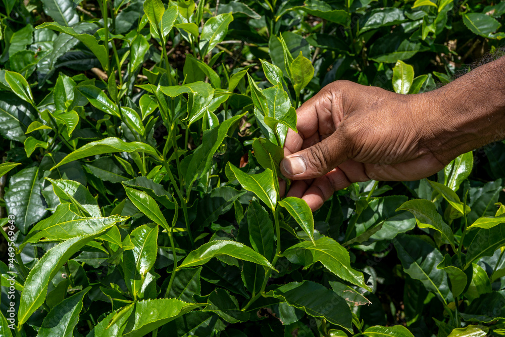 Man employee of tea company hold tea sprout against background of plantation field. Selects the best kind of tea for importations. Close up of fresh green leaves. High quality photo
