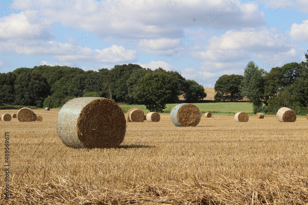 Round hay bales in a field on a hot summers afternoon waiting to be harvested by farmer, near Wakefield West Yorkshire in the UK 