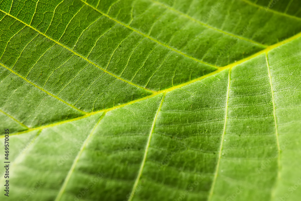 Texture of bright green leaf, closeup view Texture of bright green leaf, closeup view