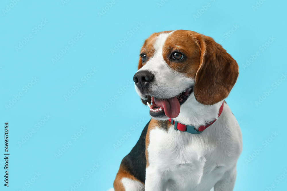 Cute Beagle dog on blue background, closeup
