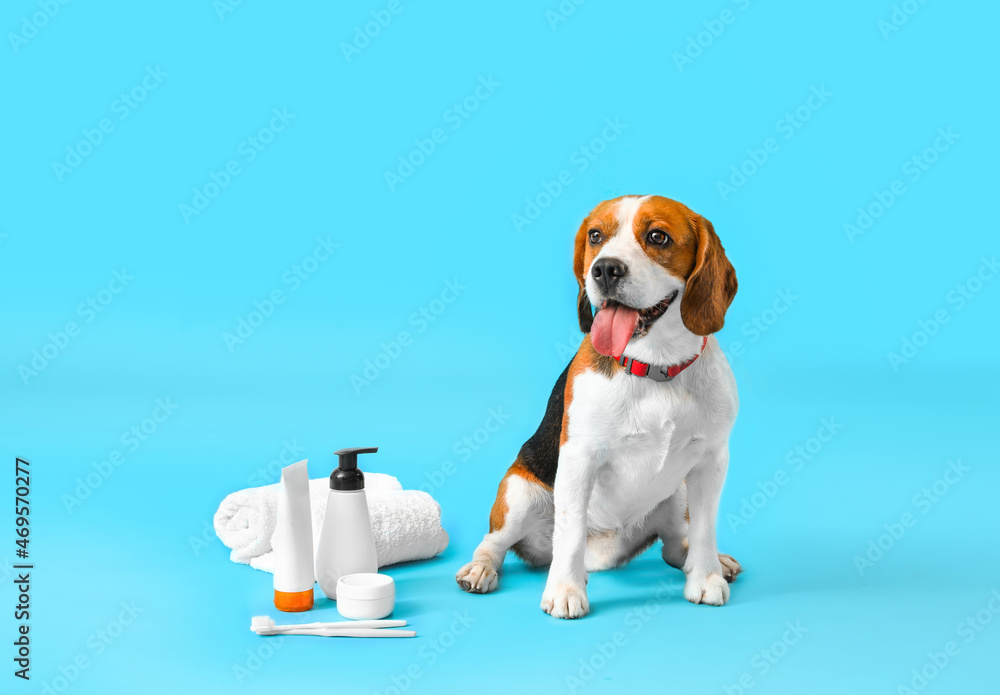 Cute Beagle dog with bath supplies on blue background