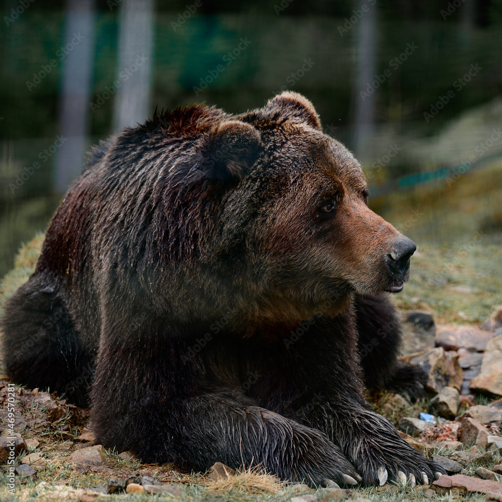 Brown bear of Synevyr glade of Zakarpattia region in Ukraine.