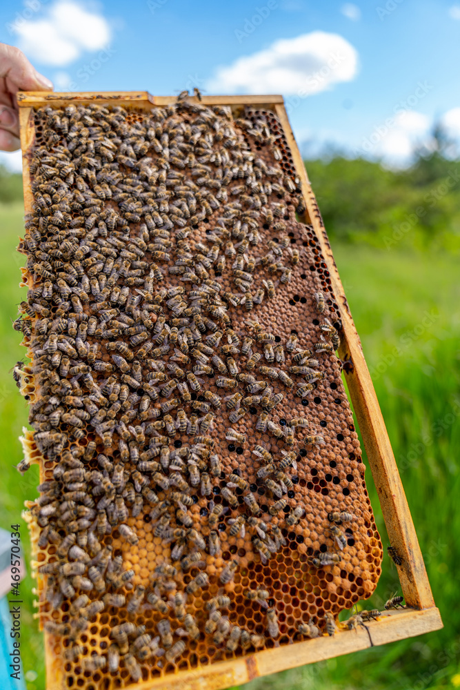 Beekeeper holding a honeycomb full of bees. Wooden honey frame holding in hands Beekeeper holding a honeycomb full of bees. Wooden honey frame holding in hands