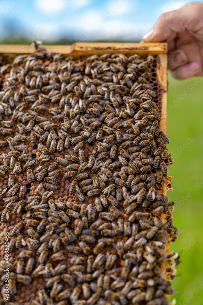 Obraz premium Working bees on honey cells. Frame covered with bees. Closeup view. Green grass background