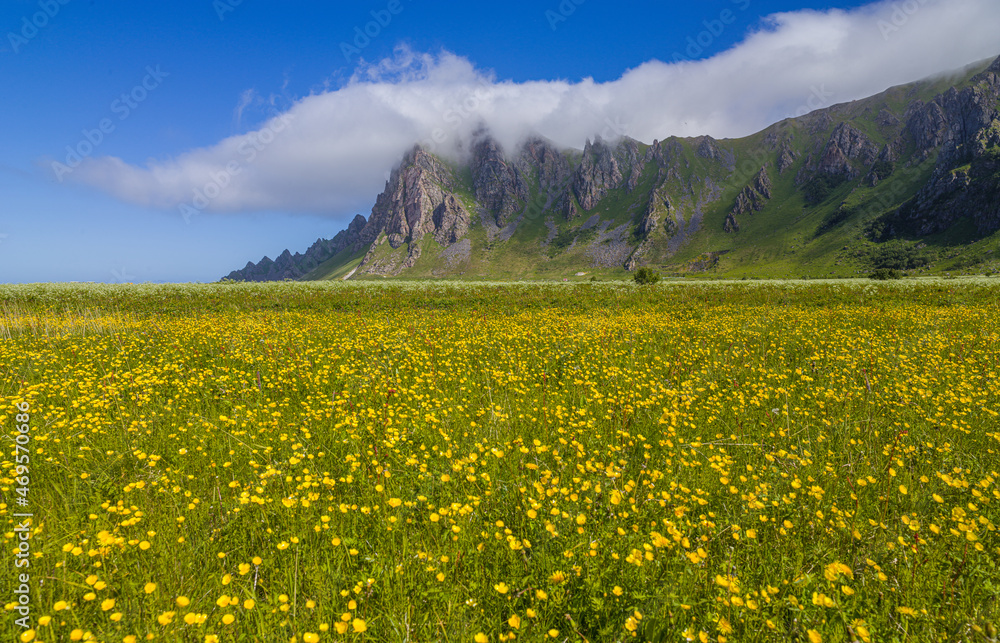 Landscape with field of flowering buttercups and mountains