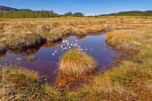 Landscape with swamp and cottongrass (eriophorum) in spring on the isle of Andenes, Norway photo