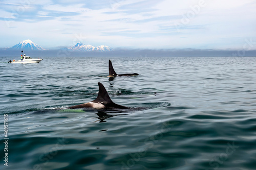 Kamchatka Peninsula, Russia. Killer whales in the Pacific Ocean against the background of volcanoes