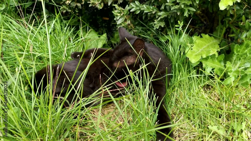 Black cat green grass. A playful little kitten lies in the grass and washes. The concept of carelessness, childhood, recreation. Summer lawn with lush grass. Basking in the sun, posing for the camera Black cat green grass. A playful little kitten lies in the grass and washes. The concept of carelessness, childhood, recreation. Summer lawn with lush grass. Basking in the sun, posing for the camera