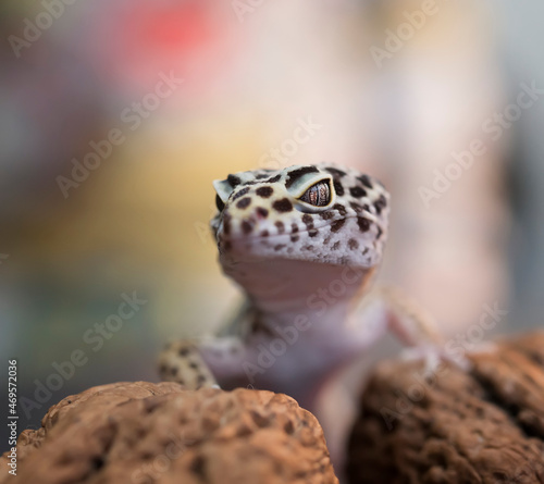 Gecko, Lizard, Leopard Lizard Gecko photo
