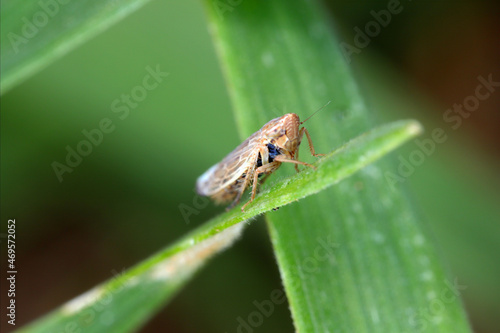 Leafhopper Psammotettix alienus on winter cereals. Is a common pest of cereal crops during autumn in Europe and a vector WDV.
